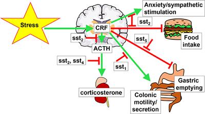 Activation of Brain Somatostatin Signaling Suppresses CRF Receptor-Mediated Stress Response